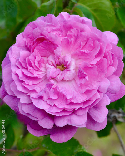 A bright pink rose in the garden at spring time.