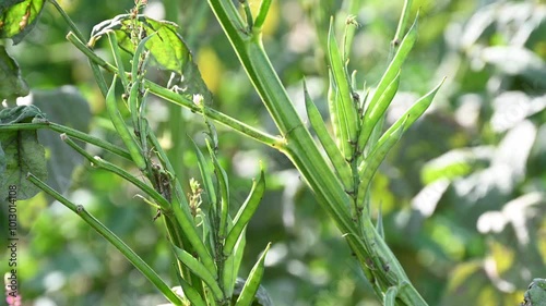 Fresh vegetable green cluster beans or guar beans on plant in garden photo