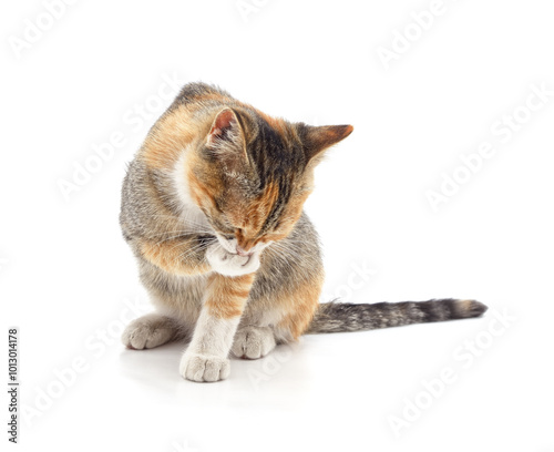 Foto Beautiful cat washes itself.