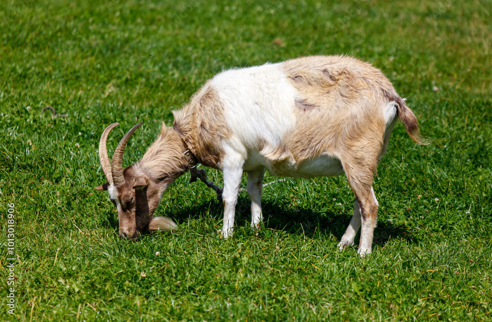 Fototapeta premium A goat is grazing on grass in a field