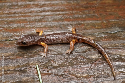 Closeup on an adult Ensatina eschscholtzii picta lungless salamander in North Oregon photo