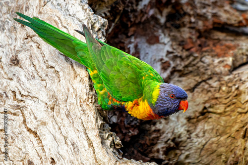 Rainbow Lorikeet (Trichoglossus moluccanus)