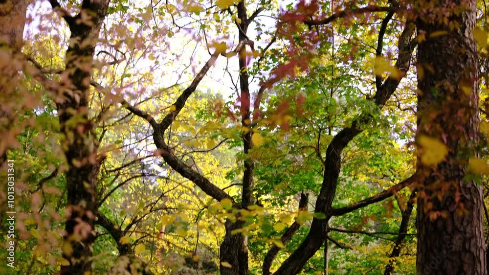 travel in park, autumn leaves Autumn landscape close-up, leaves The Autumn Forest travel in park, autumn leaves Autumn landscape close-up, leaves The Autumn Forest