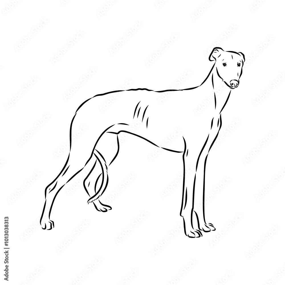 Obraz premium Spanish galgo, Greyhound black and white dog