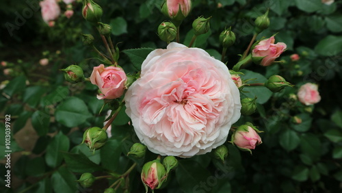 薄いピンクの花