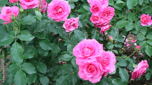 ピンクの夏薔薇