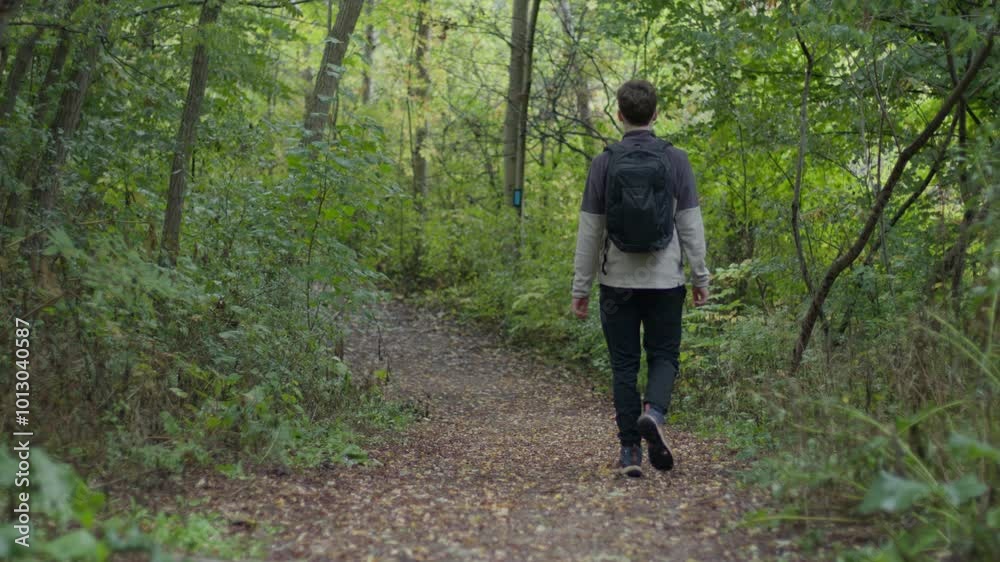 walking in the woods wide walking in the woods wide