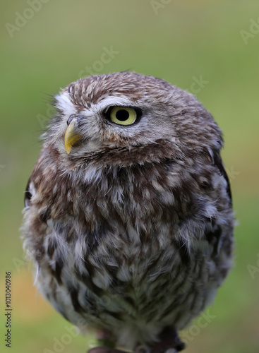 nocturnal bird of prey owl with yellow eyes looking around blurred background