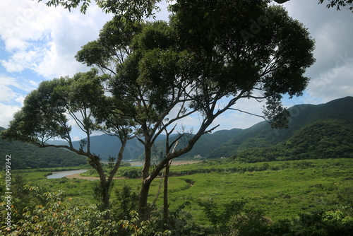 マングローブと木