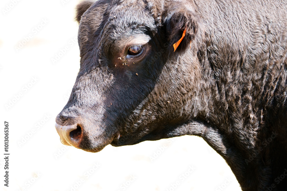 ganado bobino pastando en el campo en Campos mallorca ganado bobino pastando en el campo en Campos mallorca