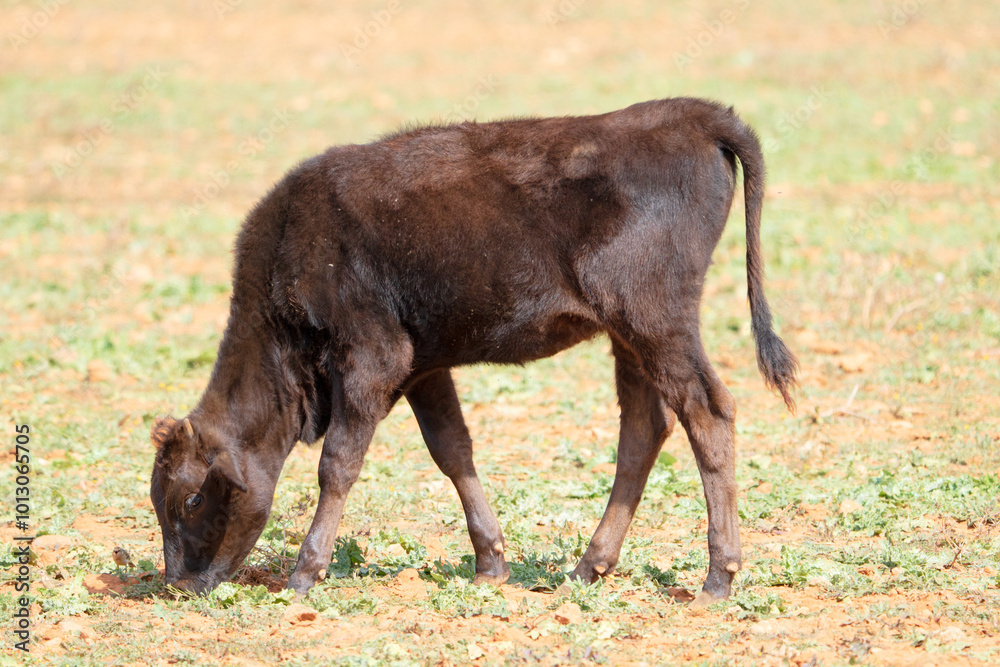 ganado bobino pastando en el campo en Campos mallorca ganado bobino pastando en el campo en Campos mallorca