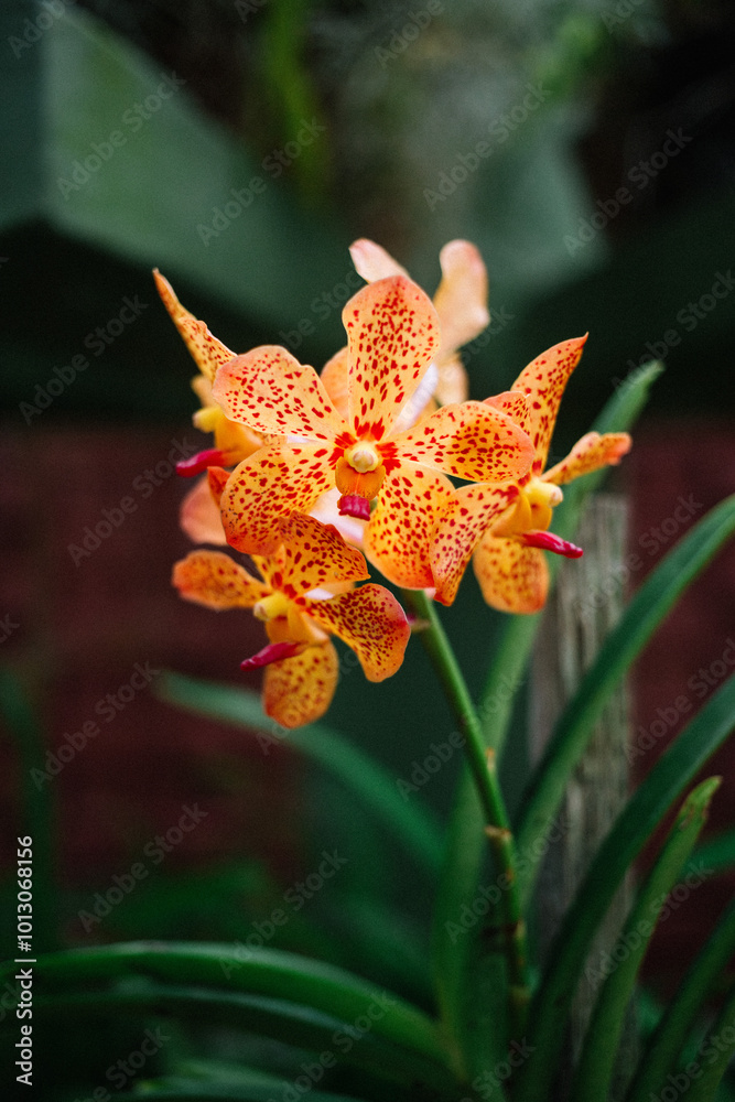 Orchidée 5 Orchidée 5
