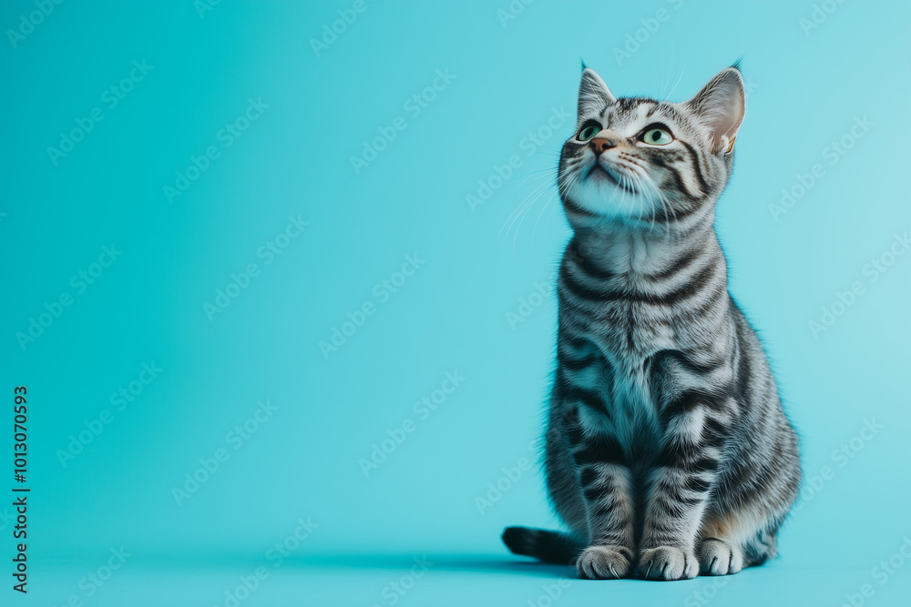 Obraz premium Gray and White Striped Cat Sitting on Blue Background Studio Shot with Cute Feline Portrait and Pet Photography