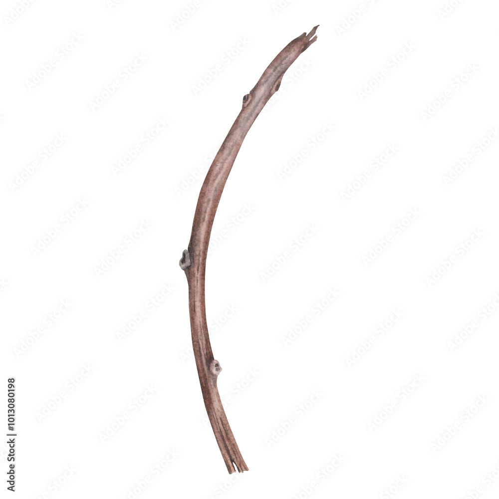 Dry bare tree branch. Hand drawn watercolor illustration of leafless bough on isolated background. Botanical drawing of leaf less wooden stick. For invitations, happy holidays, greeting cards, posters Dry bare tree branch. Hand drawn watercolor illustration of leafless bough on isolated background. Botanical drawing of leaf less wooden stick. For invitations, happy holidays, greeting cards, posters