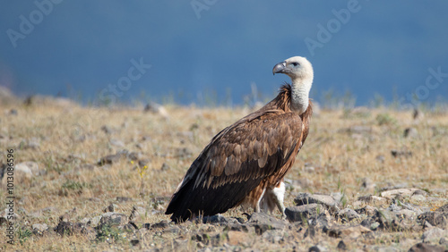 Griffon vultire - Gyps fulvus photo