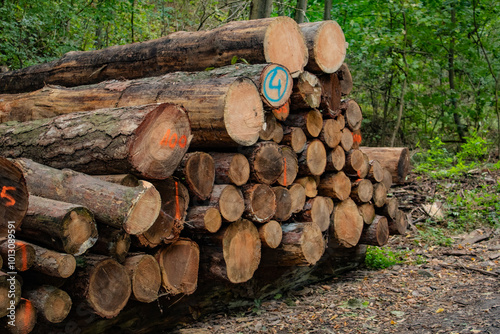 Log tree trunks are stacked along the road. Logging of wood. Preparation of timber for export. Panorama. photo