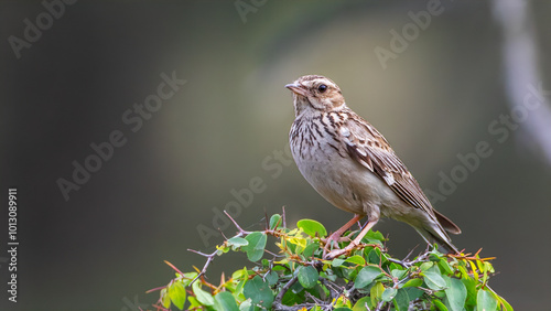 Woodlark - Lullula arborea