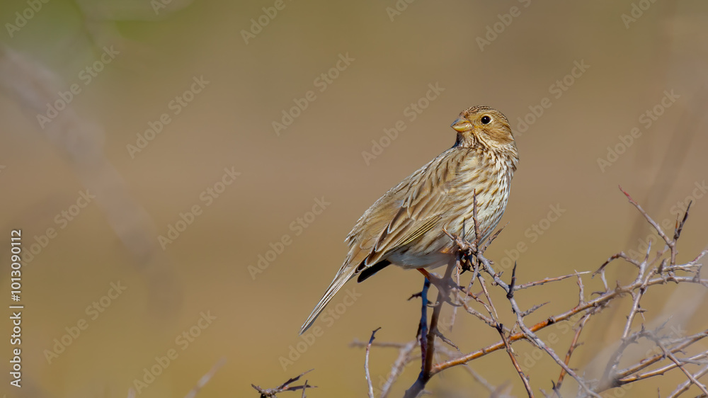 Fototapeta premium Corn bunting - Emberiza calandra