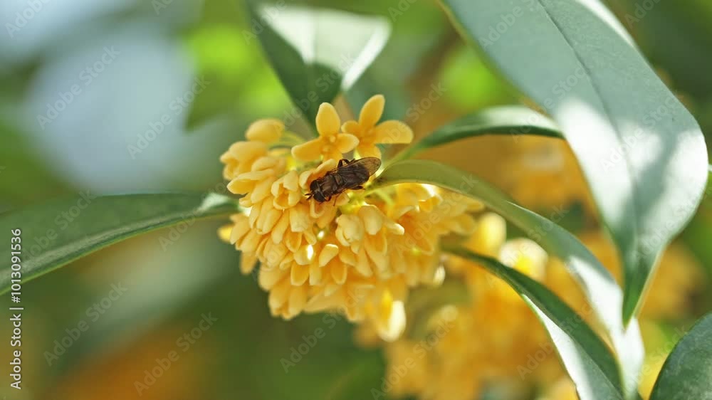 Osmanthus fragrans or olive flowers with green leaves in the autumn. Osmanthus fragrans or olive flowers with green leaves in the autumn.