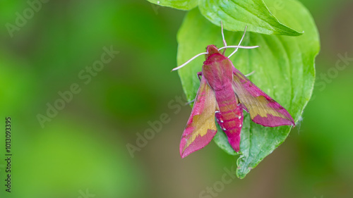 Small elephant hawk-moth - Deilephila porcellus