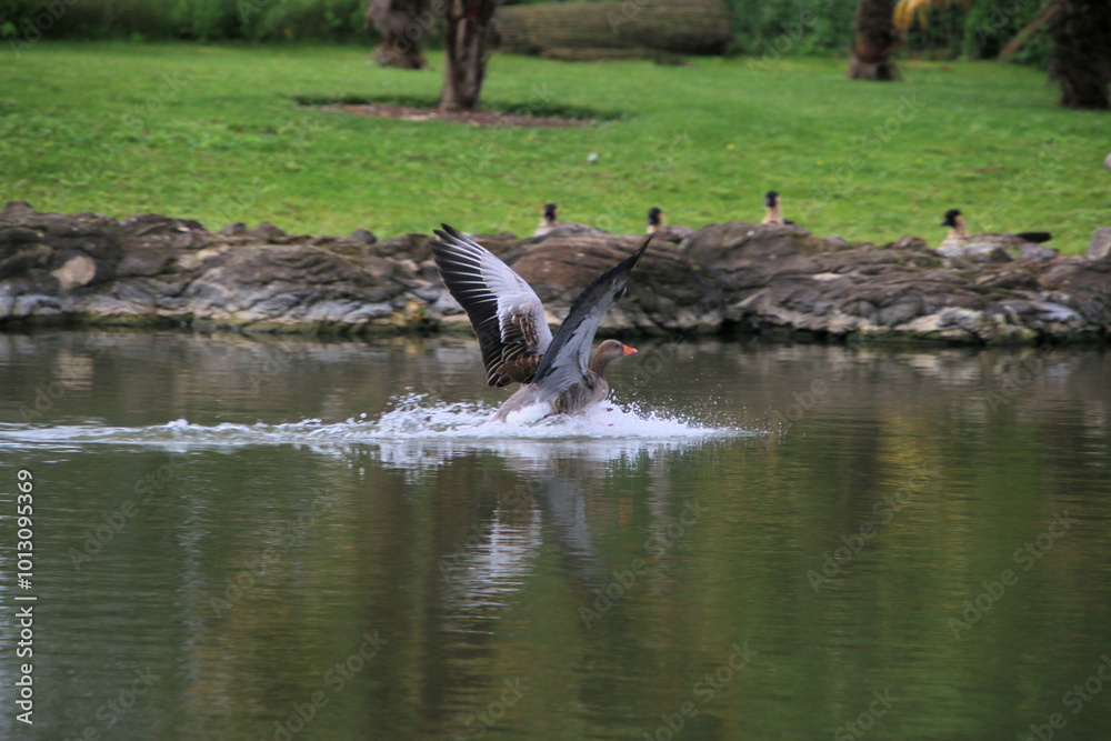 A view of a Greylag Goose at Slimbridge Nature Reserve A view of a Greylag Goose at Slimbridge Nature Reserve