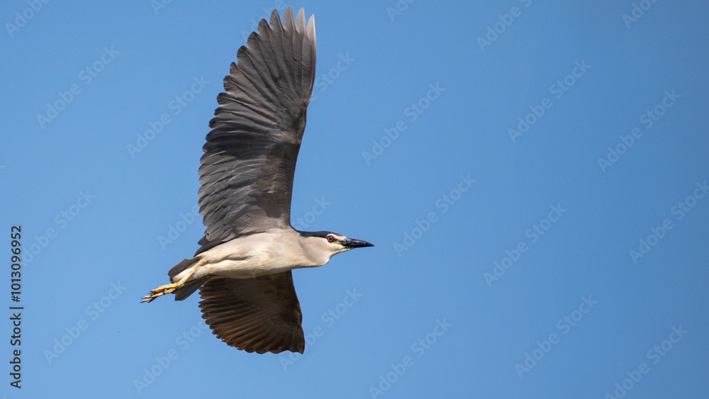 Obraz premium Night heron - Nycticorax nycticorax
