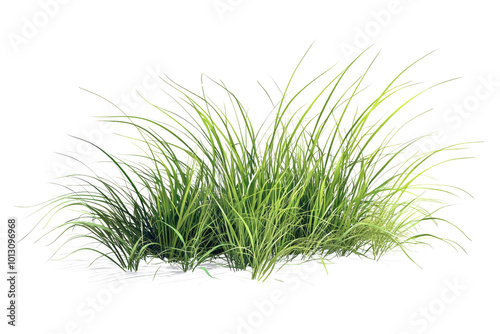 Lush green grass clump, vibrant and fresh, ideal for landscaping or gardening ideas.