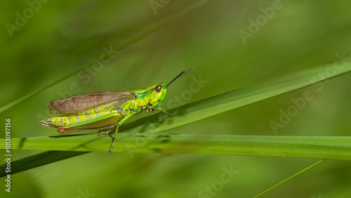 Short-horned grasshopper - Euthystira brachyptera photo