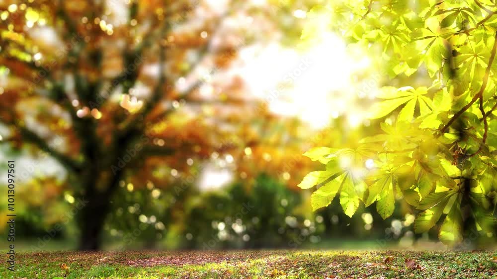 autumn colored trees in sunshine, beautiful idyllic fall leaf landscape nature scene background with bright defocused lights in the wind and copy space autumn colored trees in sunshine, beautiful idyllic fall leaf landscape nature scene background with bright defocused lights in the wind and copy space
