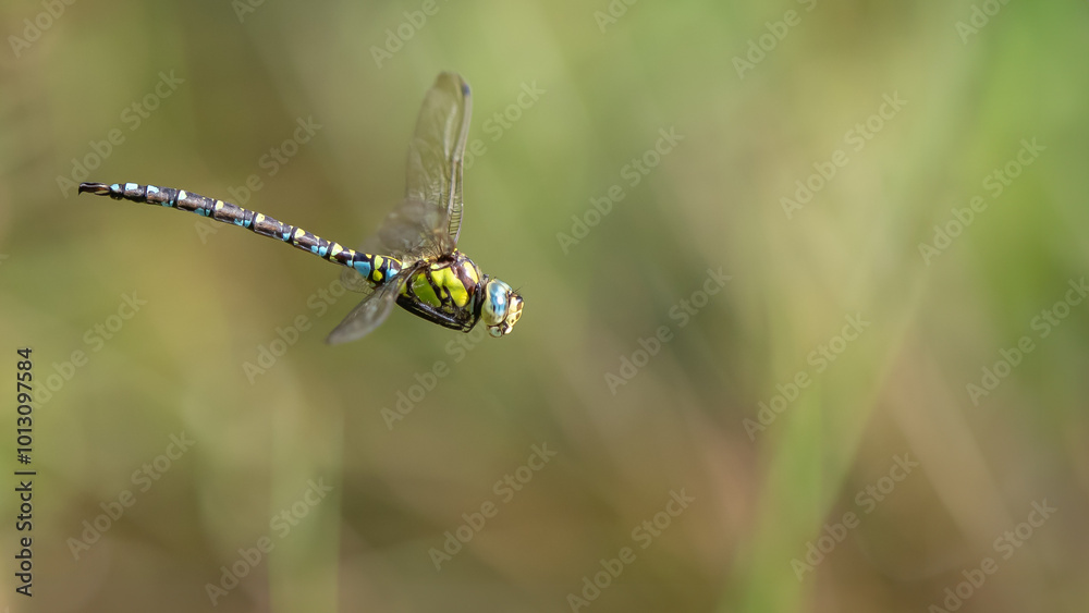 Southern blue hawker male - Aeshna cyaena Southern blue hawker male - Aeshna cyaena