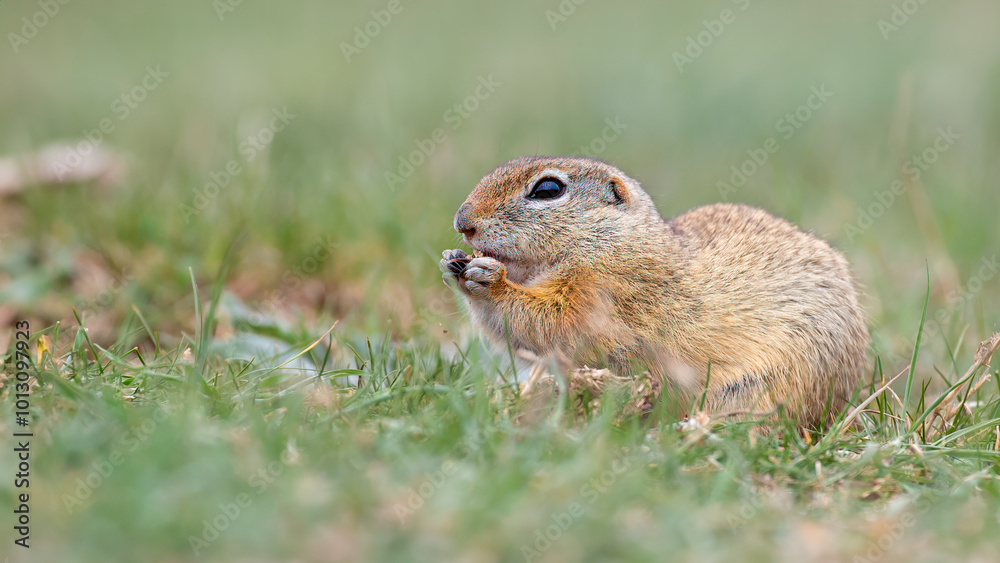 European ground squirrel - Spermophilus citellus European ground squirrel - Spermophilus citellus