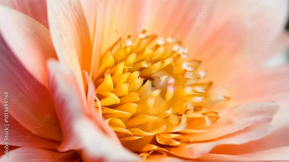 Close-up of pink lotus flower with soft petals and yellow center Close-up of pink lotus flower with soft petals and yellow center