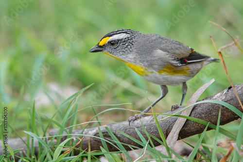 Striated Pardalote (Pardalotus striatus) photo