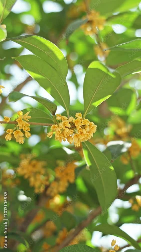 Osmanthus fragrans or olive flowers with green leaves in the autumn. Osmanthus fragrans or olive flowers with green leaves in the autumn.