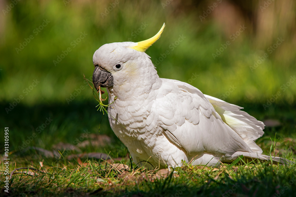 Sulphur-crested Cockatoo (Cacatua galerita) Sulphur-crested Cockatoo (Cacatua galerita)