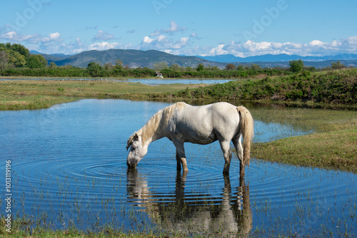 Cavallo Camargue nella Riserva Naturale Regionale della Foce dell'Isonzo, Isola della Cona
 photo