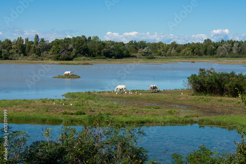 Riserva Naturale Regionale della Foce dell'Isonzo, Isola della Cona photo