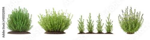 Collection of set The rosemary plant (Salvia rosmarinus, Rosmarinus officinalis) is a herbaceous, perennial shrub presented as a frontal bush isolated on transparent background. PNG file, cut out