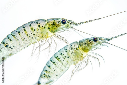 the beside view Dinoflagellata Phytoplankton, left side view, white copy space on right, Isolated on White Background photo