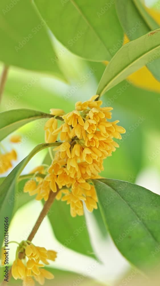 Osmanthus fragrans or olive flowers with green leaves in the park Osmanthus fragrans or olive flowers with green leaves in the park