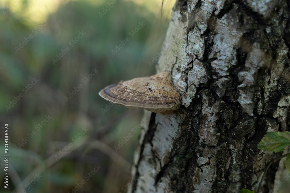 Jesień, grzyby, las. grzyb, kapelusze, borowik, huba Jesień, grzyby, las. grzyb, kapelusze, borowik, huba