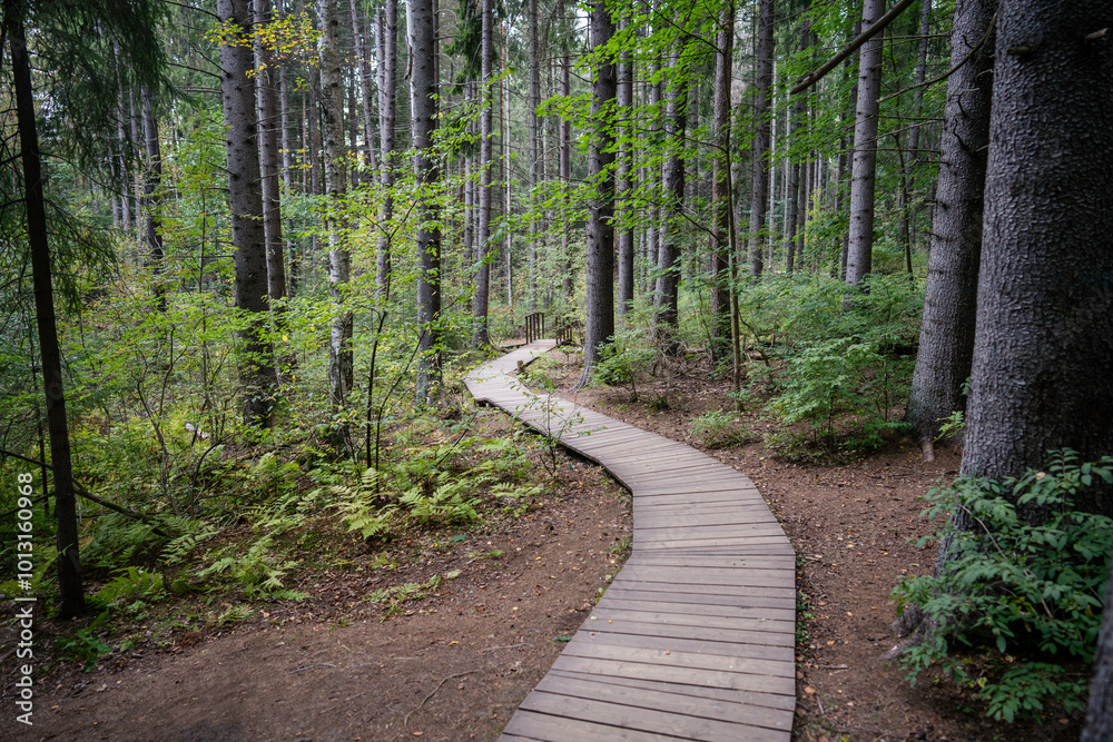 Obraz premium Ecological curve wooden pathway in national park through dark coniferous spruce forest. Natural eco trail through protected environment. Nature trail hike, tourism. Autumn season.
