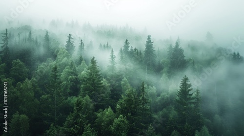 Misty Forest: An Aerial View of Tranquility