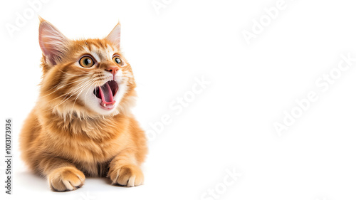 Surprised cat with funny expression on white background
