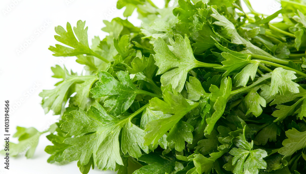 A vibrant bunch of fresh cilantro leaves, often used in cooking for flavor and garnish. A vibrant bunch of fresh cilantro leaves, often used in cooking for flavor and garnish.