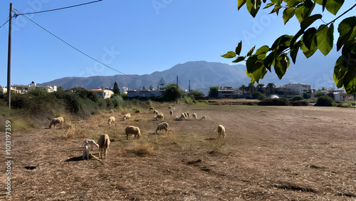 Flock of sheep in Greece mountains in the distance in the foreground tree branch flock of sheep grazing