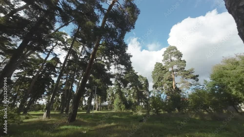 A Beautiful Lush Green Forest Filled with Towering Trees Under a Bright Blue Sky Above A Beautiful Lush Green Forest Filled with Towering Trees Under a Bright Blue Sky Above