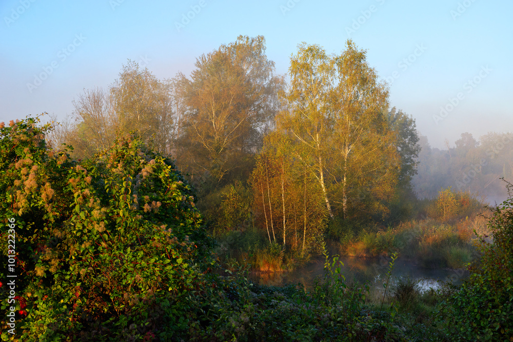 Episy swamp in the French Gâtinais Regional Nature Park Episy swamp in the French Gâtinais Regional Nature Park