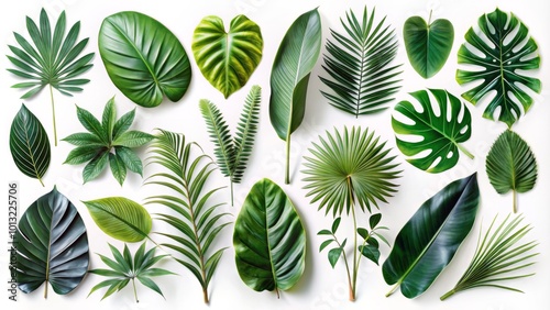 Tropical leaves and lush foliage unite in this exquisite collection, perfect for abstract decorations on a white