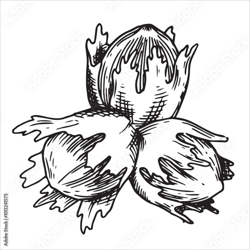 hazelnut illustration. linear drawing in sketch style
